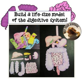 Life Size Digestive System Model Printable for Review or Projects A&P