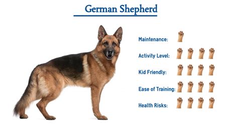 Life Span Did You Know? The German Shepherd is one of the most versatile, well-recognized, and popular dog breeds in the world