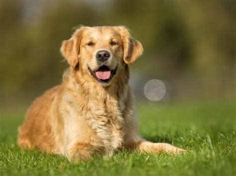 Life Span Did You Know? The Golden Retriever has been an AKC-recognized breed since and was commonly used as a gun dog and for retrieving small game such as waterfowl, and for companionship
