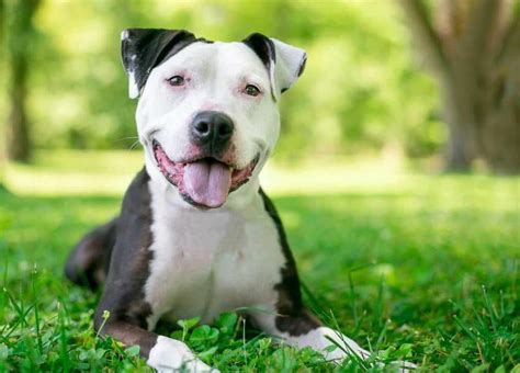 Life Span Of Pit Bull Terrier - Anything Terrier