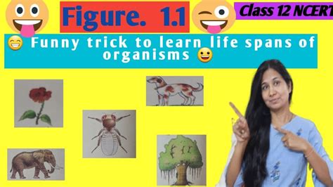 Life Span Trick /NCERT Class 12 / Easy and Funny😃/ BIOLOGY