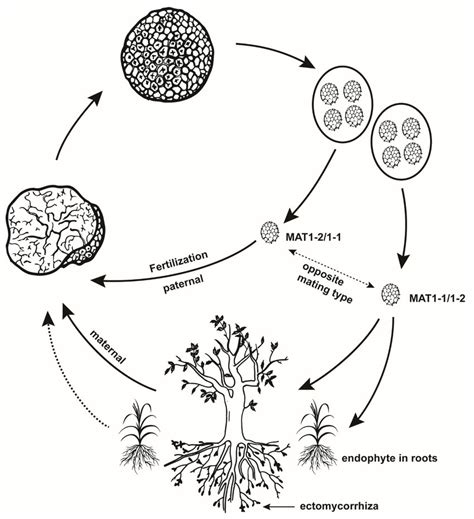 Life cycle of a Truffle Truffes