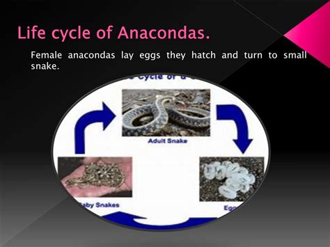 Anaconda Reproduction and Life Cycles Anaconda Conservation Status Anaconda Diet and Prey Anaconda Predators and Threats Anaconda Interesting Facts and Features Anaconda Relationship with Humans Reference website links: Anaconda Facts and Physical Characteristics Anaconda Distribution and Habitat. 