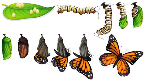 Life cycle of a butterfly. Things To Know About Life cycle of a butterfly. 