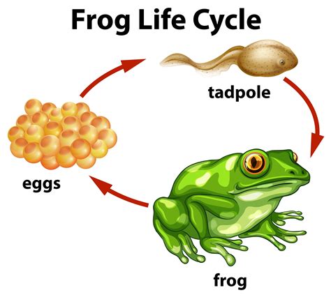 Life cycle of a frog. Finding frogspawn and watching for tadpole and then frogs is one of the great pleasures of childhood. Children can learn more about the stages that go on in the frog life cycle with our colouring pages, worksheets and activities. Frogs tend to lay many eggs because there are lots of hazards to the eggs and young. These eggs are sometimes called frogspawn. About 1-3 weeks after fertilization ... 