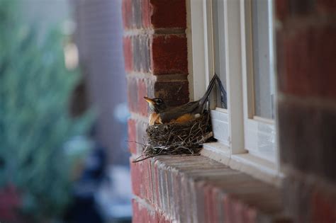 Life goes on in robin’s nest outside window