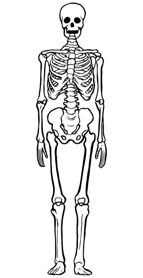 Life size skeleton print out. Jan 9, 2019 - Great as a puzzle, project, or as a classroom display!HUGE document with built-in varying degrees of difficulty. This is TWO FULL SETS of bones from head to toe. One set in realistic color, and one set in black and white, simple line drawing.The bones print in segments that are true to life size pro... 