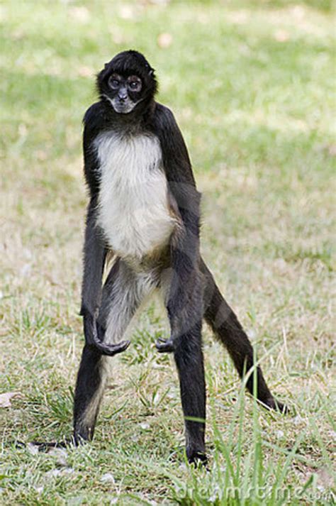 Weight. 15-19 pounds. Length. 16-24 inches (body), 24-32 inches (tail) Habitats. Tropical and subtropical moist broadleaf forests. Map data provided by IUCN. The black spider monkey—also known as the Guiana or red-faced spider monkey—is found in eastern South America in areas north of the Amazon River. They are one of seven species of .... 