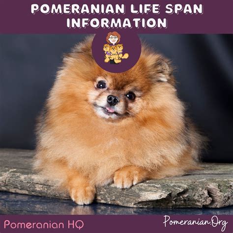 Life span of pomeranian. Things To Know About Life span of pomeranian. 