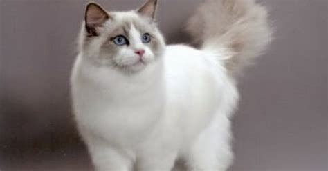 Life with Ragdolls Ragdoll Cat Colors/Patterns Explained