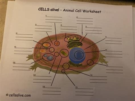 LifeSciTRC.org - Cells alive! - Animal Cell Worksheet