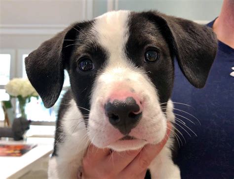 Lifeline puppy. Lifeline is a Colorado-based puppy rescue with a mission to rescue very young puppies from individual owners and kill-shelters. We are dedicated to finding loving homes for our puppies and promoting improved spay/neuter in areas of poverty. 