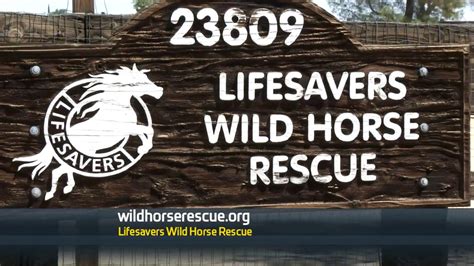 UPDATE: Lifesavers Wild Horse Rescue are rescuing him!!! ️ Please help us place the remaining blind colt, pregnant Indian Reservation filly, and a roach backed mini we’re about to post next. They.... 