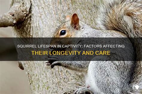 Lifespan of a squirrel in captivity.  However, when kept in captivity, squirrels...