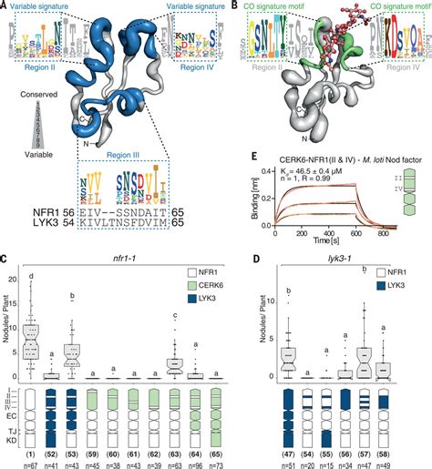 Ligand-recognizing motifs in plant LysM receptors are major ... - Science