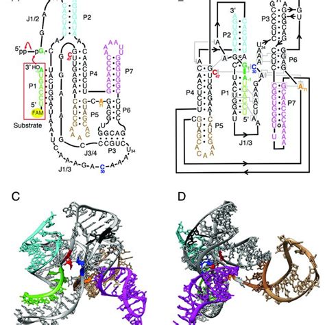 Ligase ribozyme - Wikipedia