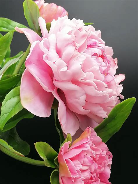 Light Pink Peonies - Etsy