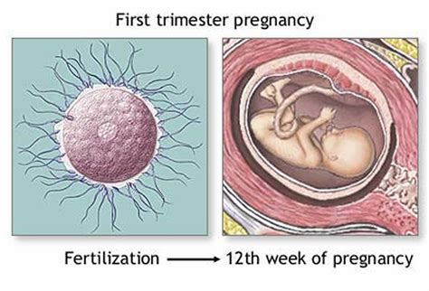 Light headed in first trimester