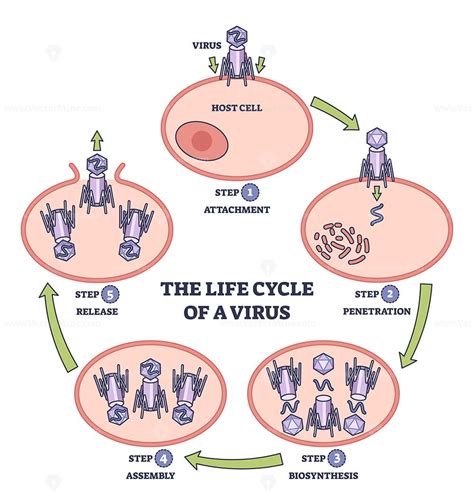 LightWave - A Day in the Life of a Virus