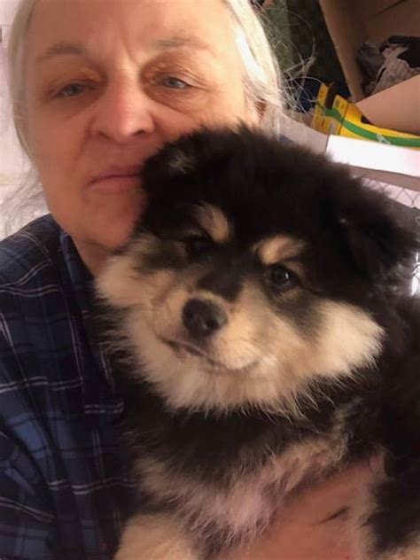 Find a Finnish Lapphund puppy from reputable breeders near you in Granada Hills, CA. Screened for quality. Transportation to Granada Hills, CA available. Visit us now to find your dog.. 