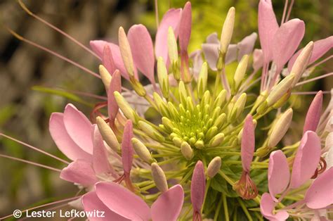 Lighting Tips for Macro Photography, with Lester Lefkowitz