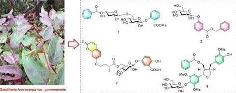 Lignans and terpenoids from Gaultheria leucocarpa var.