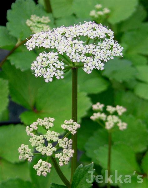 Ligusticum scoticum Scots Lovage :: Northern Ireland