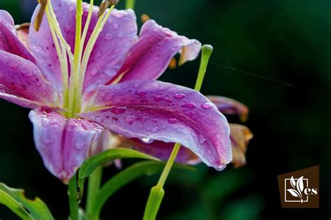 Liilly Leaked 💦 PORN