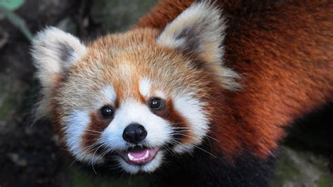 Like foxes pandas nyt. Like foxes pandas and chinchillas. While searching our database we found 1 possible solution for the: Like foxes pandas and chinchillas crossword clue. This … 