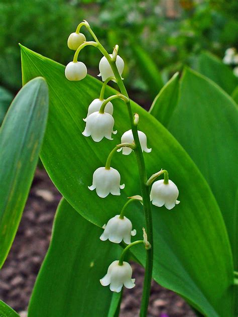 Liky of the valley. Convallaria majalis, a lily of the valley, is a lovely perennial flower. However, it is not truly a lily--it's anatomically more closely related to ... 