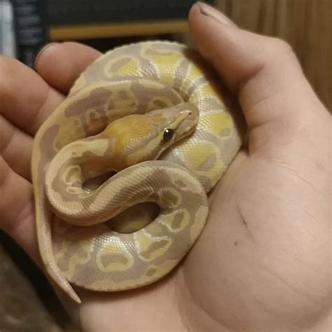 Lil snek : r/snake - Reddit