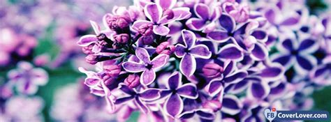 Lilac Facebook