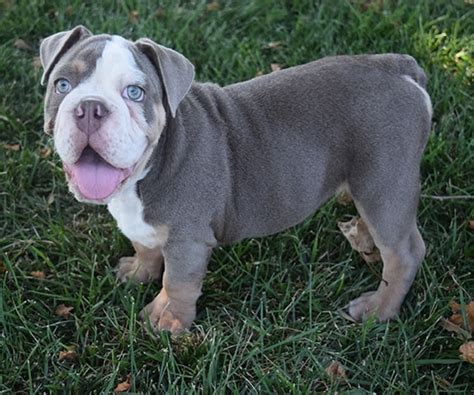 Lilac Olde English Bulldog Puppies For Sale