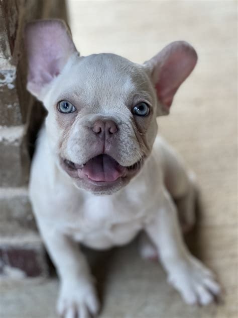 Lilac Platinum French Bulldog Puppy