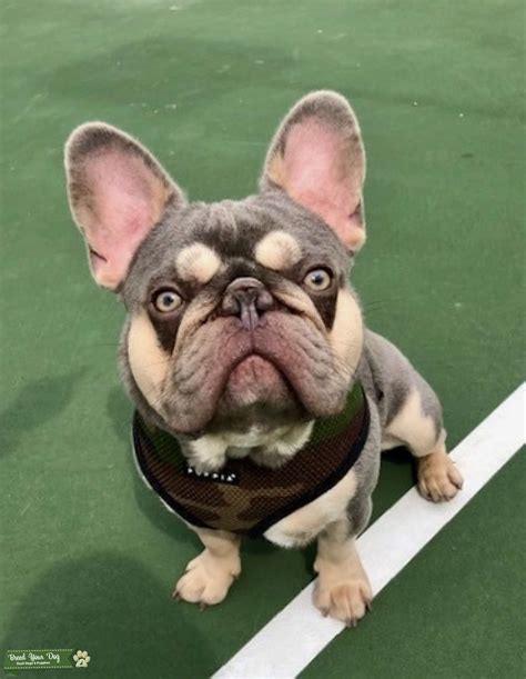 Lilac color french bulldog. The Lilac French Bulldog is a rare type of French Bulldog with a dominant blue gene diluted with a brown gene. As a result of the dilution of the blue gene and the brown gene, this breed has a lilac coloration that lends it the name Lilac French Bulldog. Lilac Frenchies will typically have light eyes and pink … 