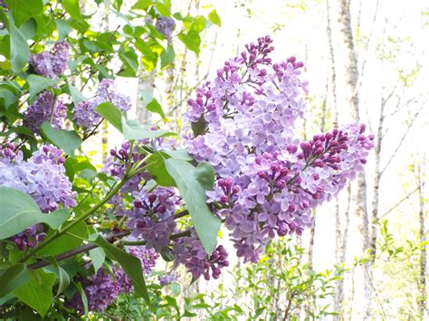 Event Series: Lilac Days, April 22 - May 14 Lilac Days, April 22 - May 14. April 23, 2023 @ 10:00 am - 4:00 pm $5. 