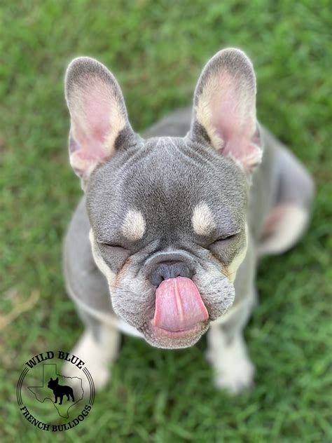 Lilac french bulldog. Lilac and tan French bulldogs are a relatively new and rare variety of French bulldog, created by breeding two rare colored bulldogs together. They are known for their stunning coat color, which is a combination of light purple and tan, and their bright blue eyes. This breed is becoming increasingly popular due to its unique appearance and ... 