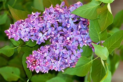 Lilac hedge. This fragrant bush is very versatile and can be planted as an ornamental piece, a border plant, a flowering hedge, or planted in a container. The lilac grows 12-15 feet tall and 10-12 feet wide. There are smaller dwarf varieties, such as our Bloomerang® Dwarf Pink Lilac, that mature at 4-6 feet tall and 3-7 feet … 