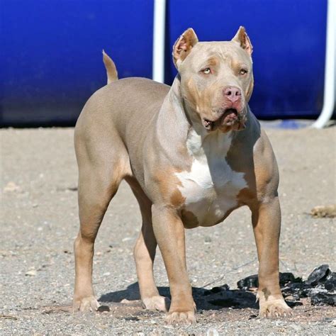 Lilac pitbull. Feb 26, 2023 · 5. Monster G Pitbull. Image credit: detroitslobber / Instagram. From the founder of the same name, the Monster G bloodline originated in Los Angeles, California, in the 1980s. At present, the line is still very much alive in the state. Due to being a popular bloodline, Monster G Pitbulls are on the pricier side. 