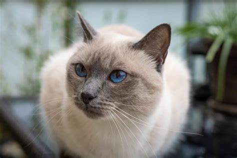 The Siamese cat is a pointed breed, which m