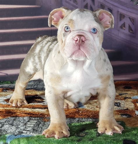 MALE LILAC TRI MERLE FULLSUIT. English Bulldog Puppy For Sale in FRESNO, CA, USA. Photo (1) Puppy for Sale. Price: $8,500. Nickname: Mini Cente. Breed. ... French bulldog Frenchie pup brindle black brindle AKC PET Only Option Delivery Available US Delivery Flight nanny ENGLISH BULLDOG LILAC MERLE BULLDOG. Recently viewed …. 