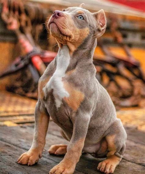 Lilac tri pitbull. The American Bully was developed in the 1990s as a companion and family dog, focusing on a more laid-back personality than the traditional Pitbull and adding more bulk to the Pitbull’s lean, athletic … 