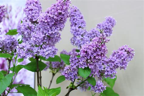 Lilac_Flower Leaked XXX 💋