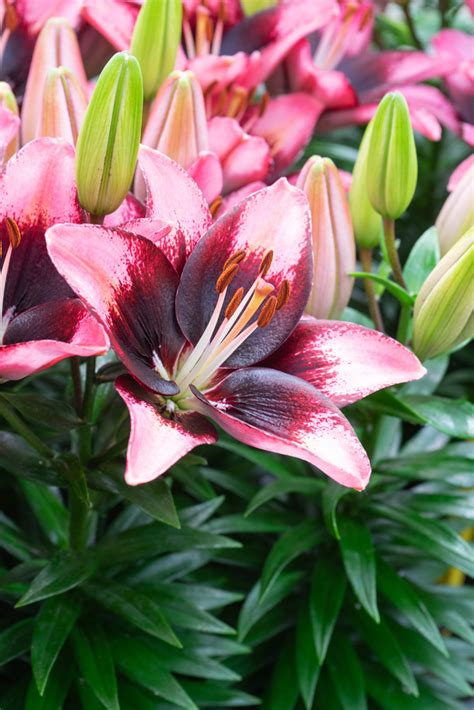 Lilium Trendy Havana – De Vroomen Garden Products Professional