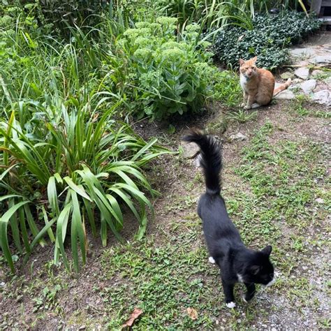 Lilleepepper Onlyfans Leak [HD] 🍆