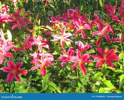 💦 [SEX VIDEO] Lillith_Flowerx Onlyfans Leaked