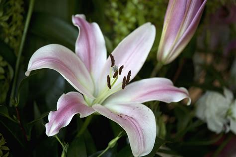 Lillllyflower. May 18, 2015 - Explore brigida dejesus's board "lilies flowers" on Pinterest. See more ideas about flowers, lily flower, lily. 