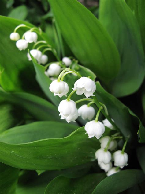 Lilly of the valley. Dec 1, 2022 · Additionally, the lily of the valley is an interesting choice of poison from a thematic perspective. In a way, it represents the same themes shown by the show's main character. A flowering plant ... 