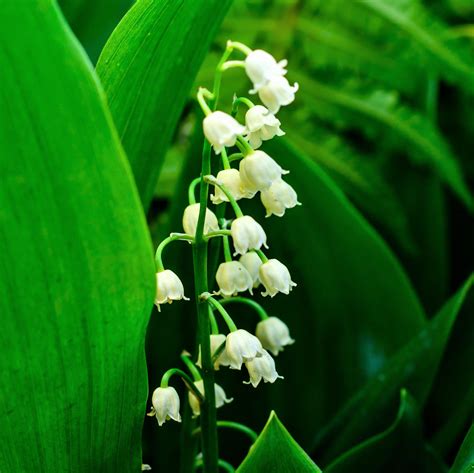 Lilly of valley. May 14, 2020 · Step 3. Watering the lily of the valley bulbs. Fill the pot with compost, leaving the shoot just above the surface. Water, then place in a cool greenhouse. Keep watering and plant out once the roots fill the pot. Lily of the valley can suffer if planted into wet soils. 