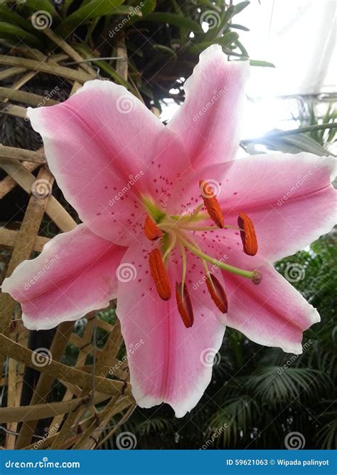 Lilly.Sweety Leaked (SEX) 💋